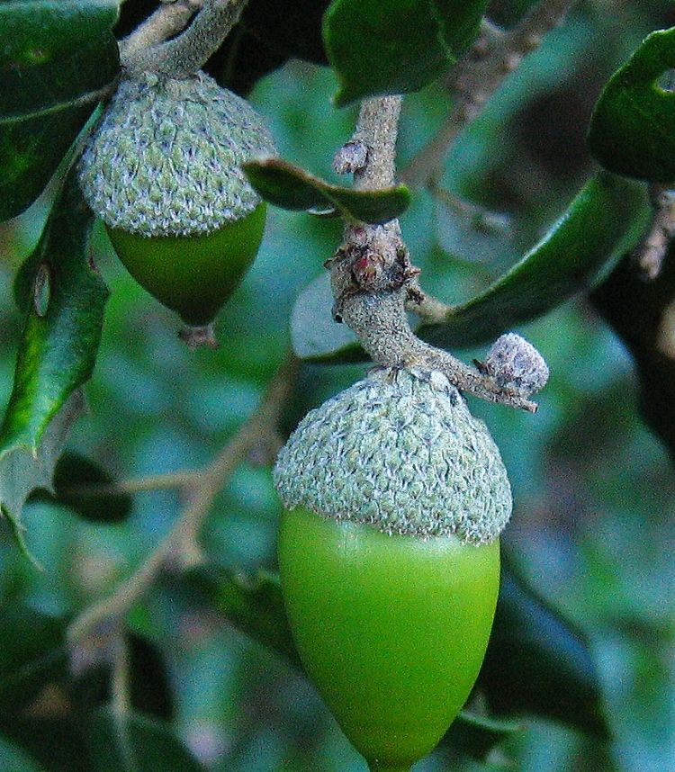 Encina, hoja y frutos. Sabencia Bertu Ordiales (CC)