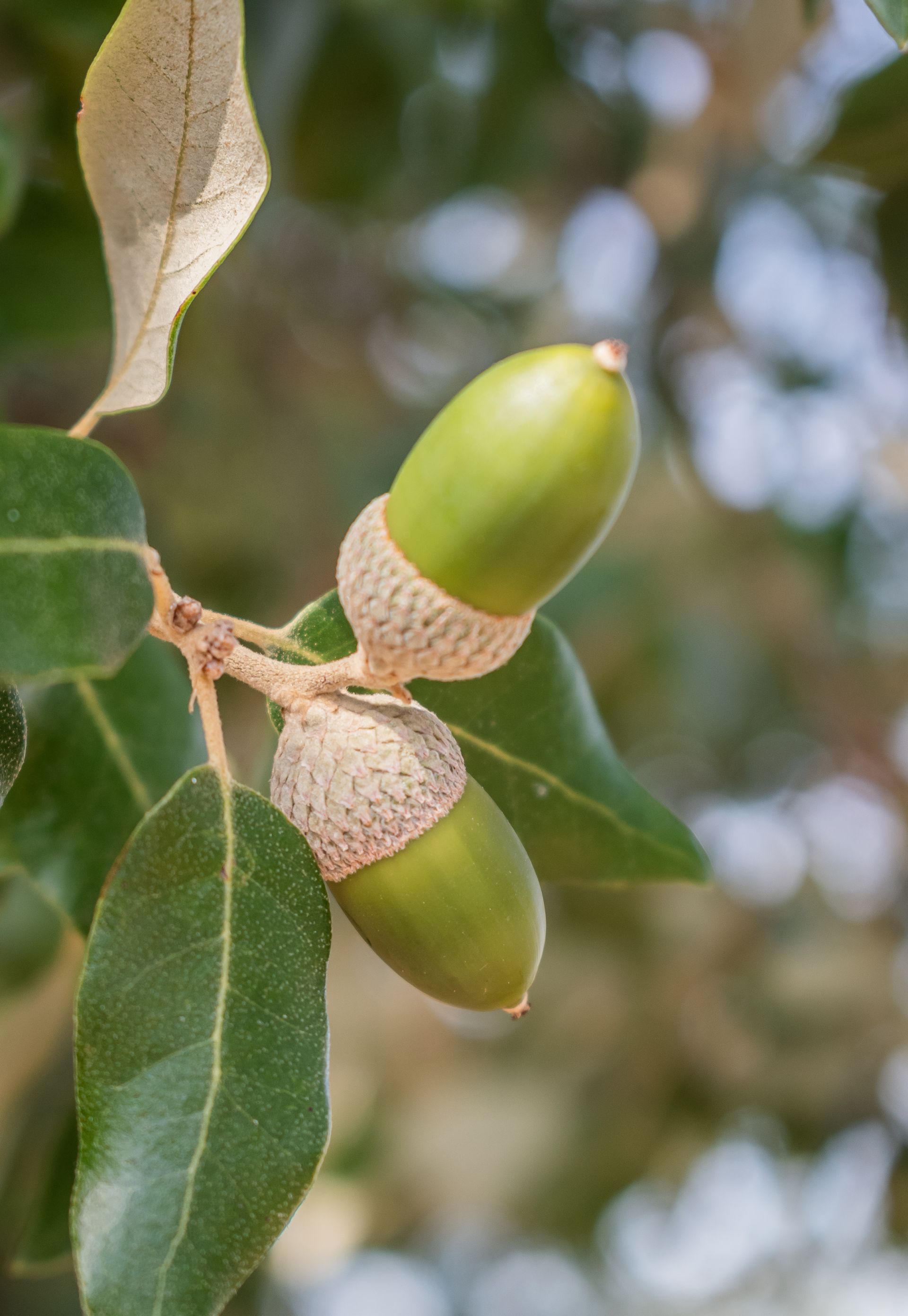 Encina, hoja y frutos. Krzysztof Golik (CC)