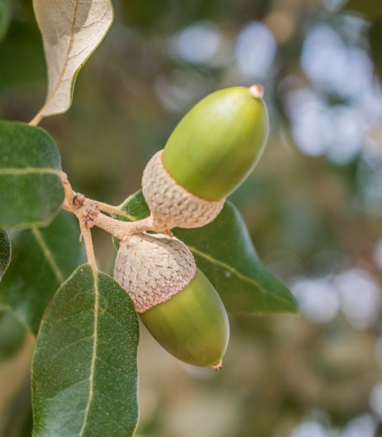 Encina, hoja y frutos. Krzysztof Golik (CC)