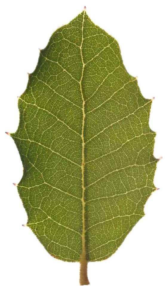 Encina, hoja. Christian R. Linder (CC)