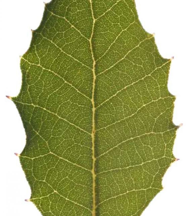 Encina, hoja. Christian R. Linder (CC)