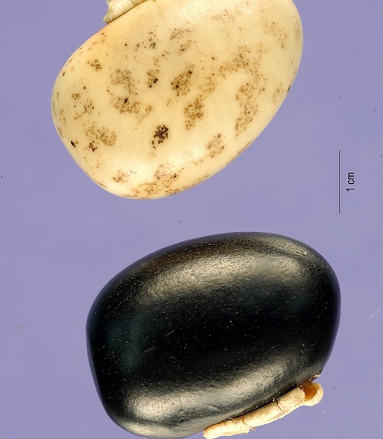 Semillas blanca y negra de mucuna. Foto: Tracey Slotta (CC)