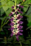 Mucuna como alternativa para la enfermedad de Parkinson