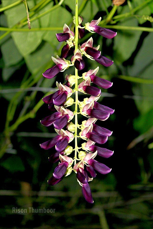 Mucuna. Foto: Rison Thumboor (CC) 