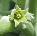 Witania (ashwagandha) y modulación hormonal