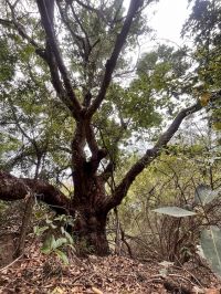Medicina tradicional y plantas medicinales en Benín: gran diversidad de remedios, pero escasa caracterización y evidencia experimental